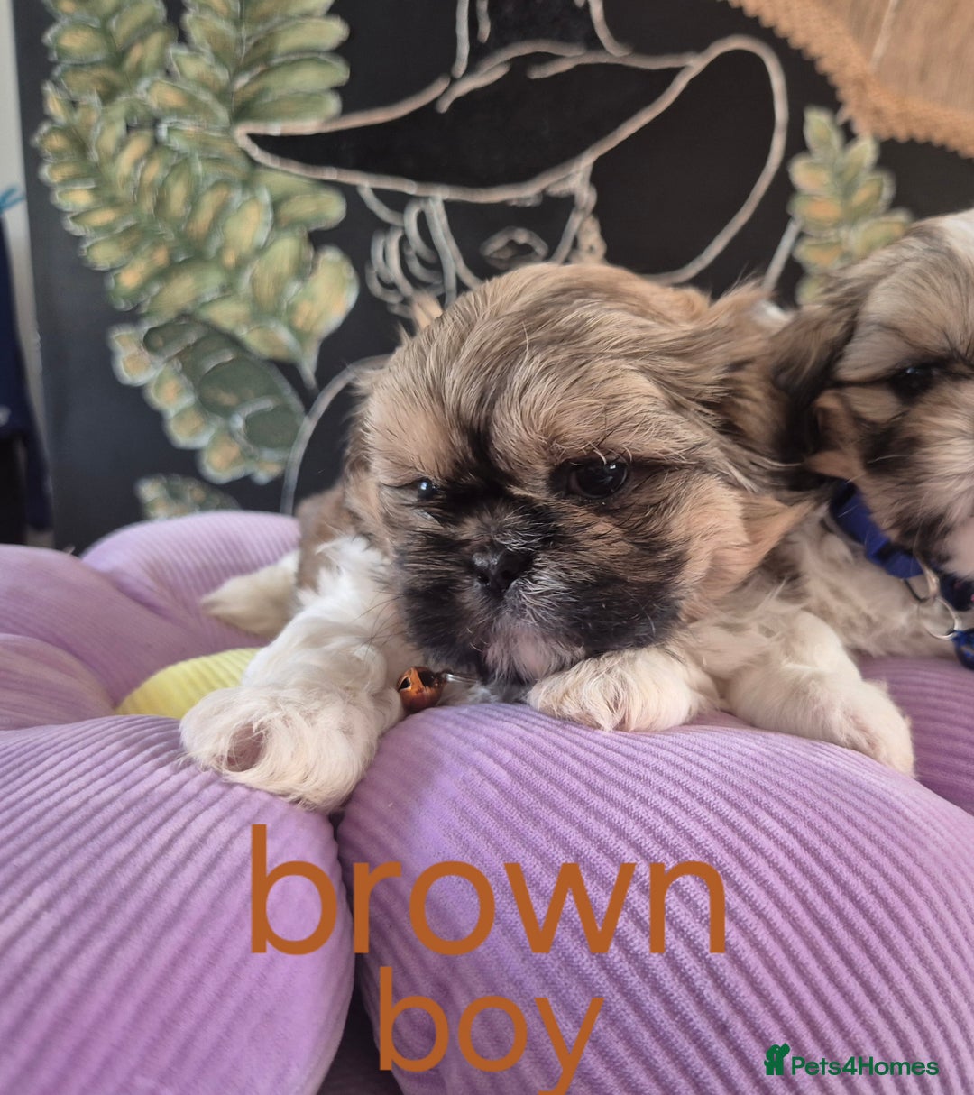 Shih Tzu dogs for sale: Cute Shih-Tzu puppies😍😍😍 - Image 17