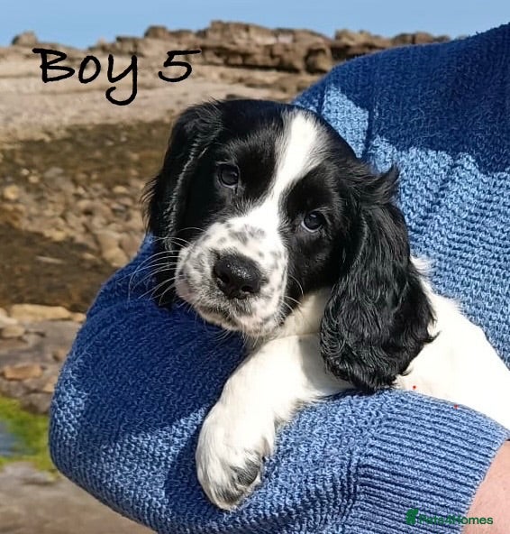 Cocker Spaniel dogs Exceptional KC Cocker Spaniel Puppies - Advert 1