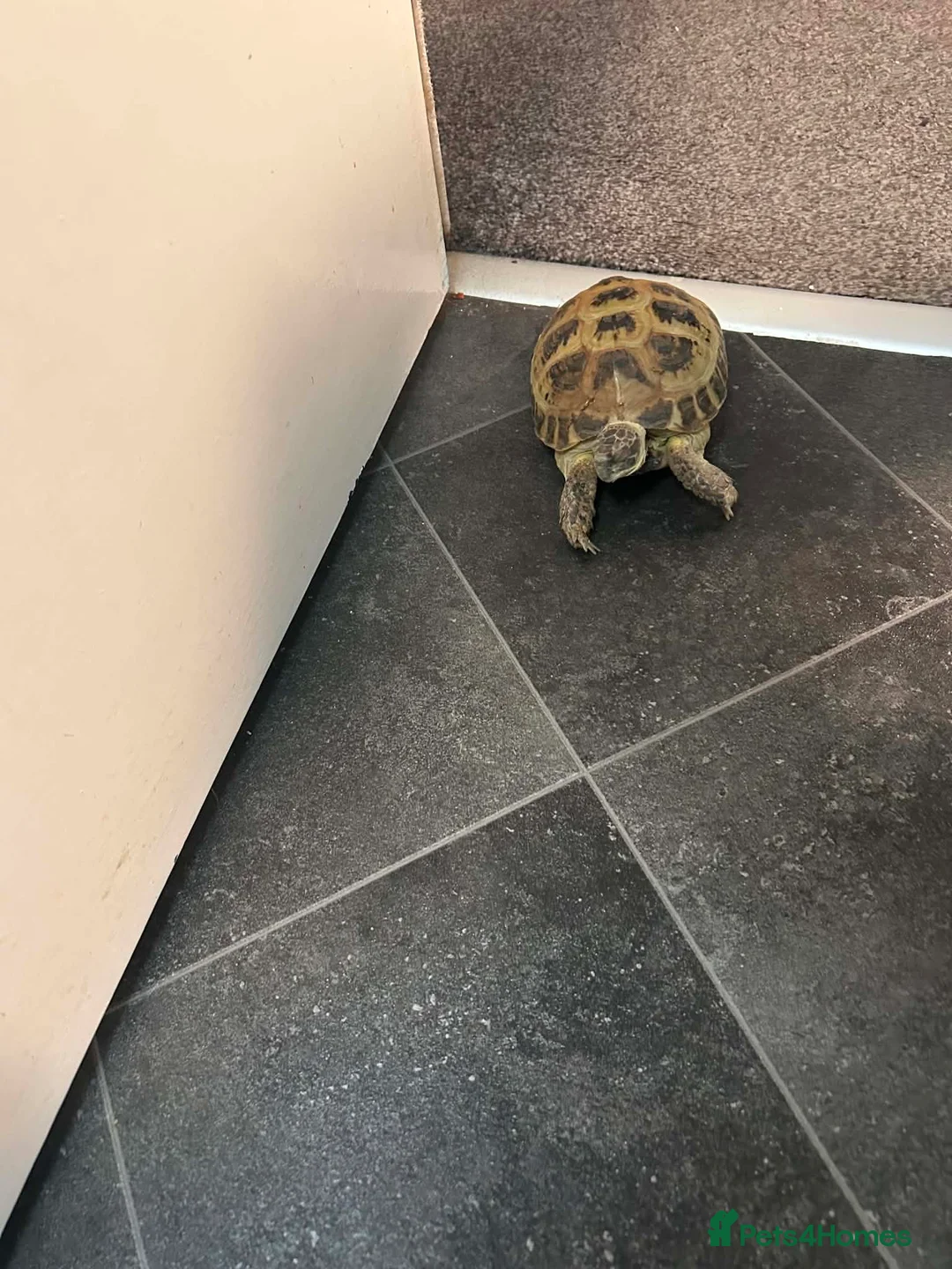 Tortoise reptiles for sale: Buddy the tortoise  in Darwen - Advert 4