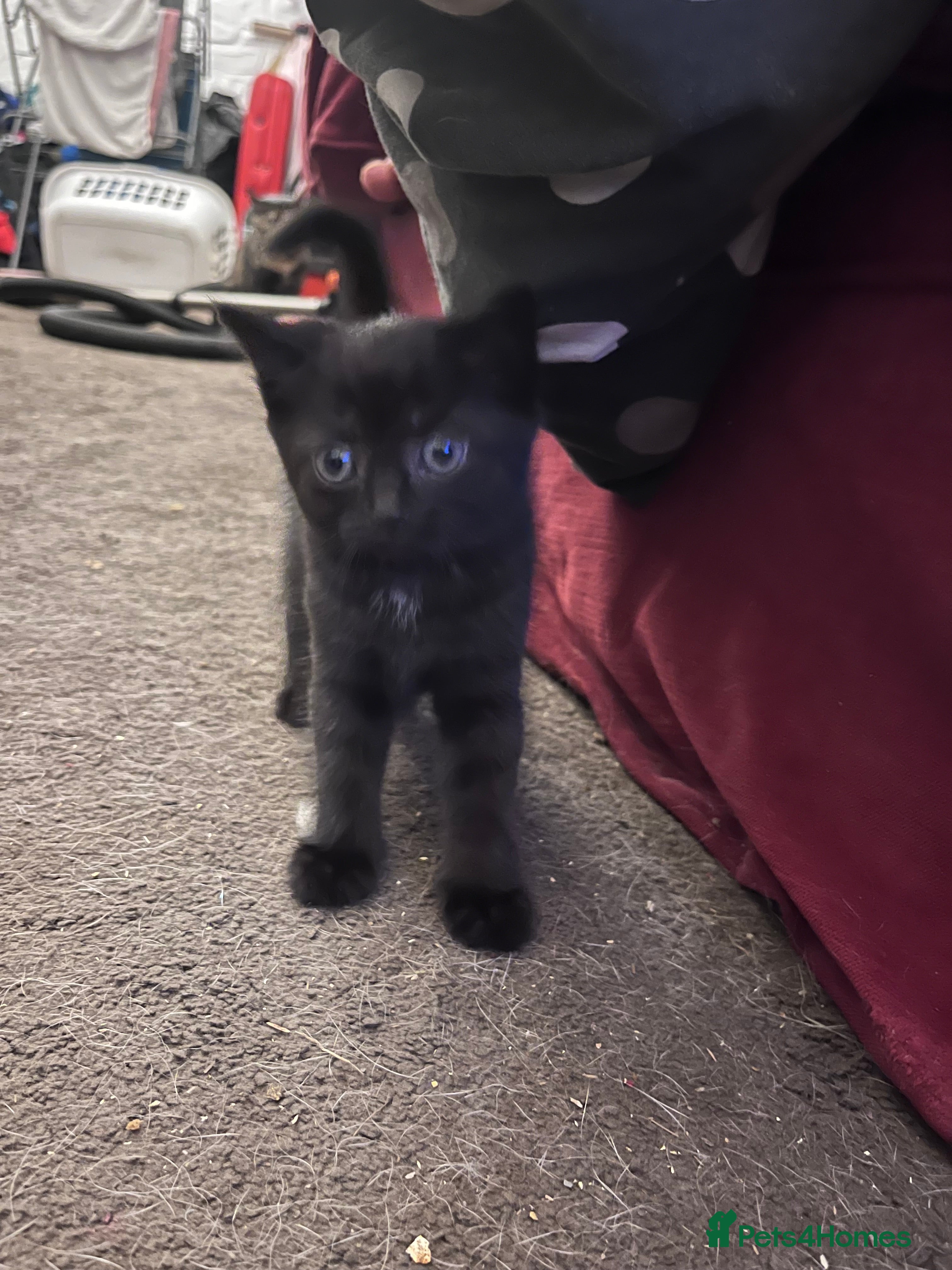 Mixed Breed cats Adorable  Black female  3/4 exotic kittens  - Advert 1