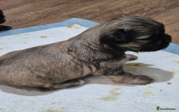 Mixed Breed dogs for sale: Chubby beautiful puppies - Image 7