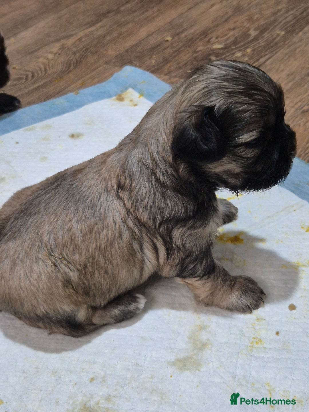 Mixed Breed dogs for sale: Chubby beautiful puppies - Image 7