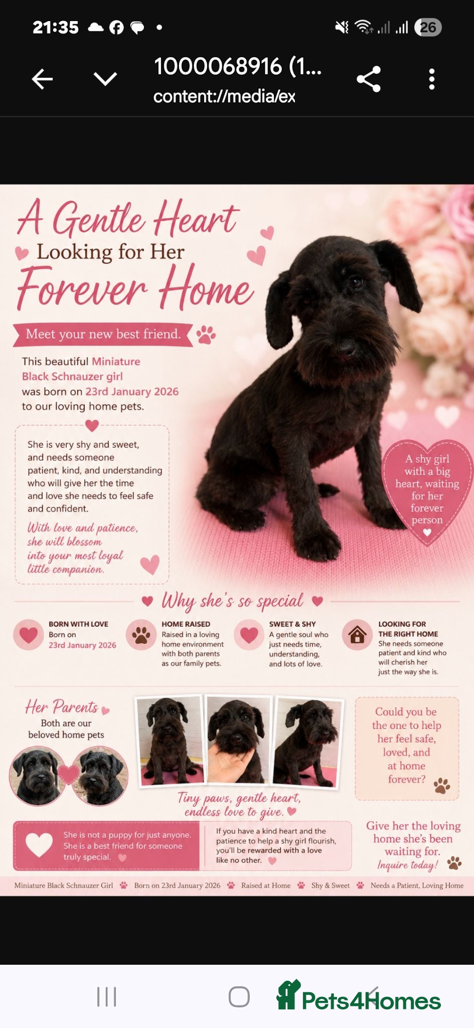 Miniature Schnauzer dogs Adorable Miniature Schnauzer Puppies for Sale - Advert 1