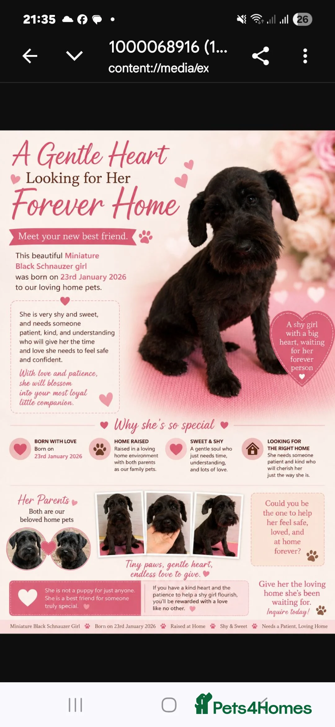 Miniature Schnauzer dogs for sale: Adorable Miniature Schnauzer Puppies for Sale - Advert 1