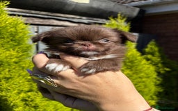Chihuahua dogs for sale: Kc registered long coat Quality chihuahua - Image 7