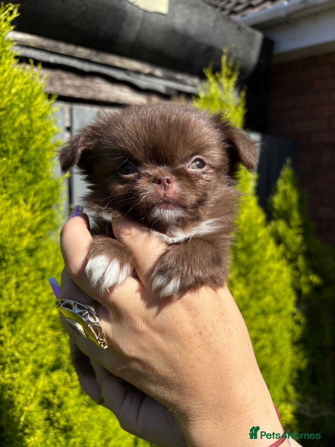 Chihuahua dogs for sale: Kc registered long coat Quality chihuahua - Image 7
