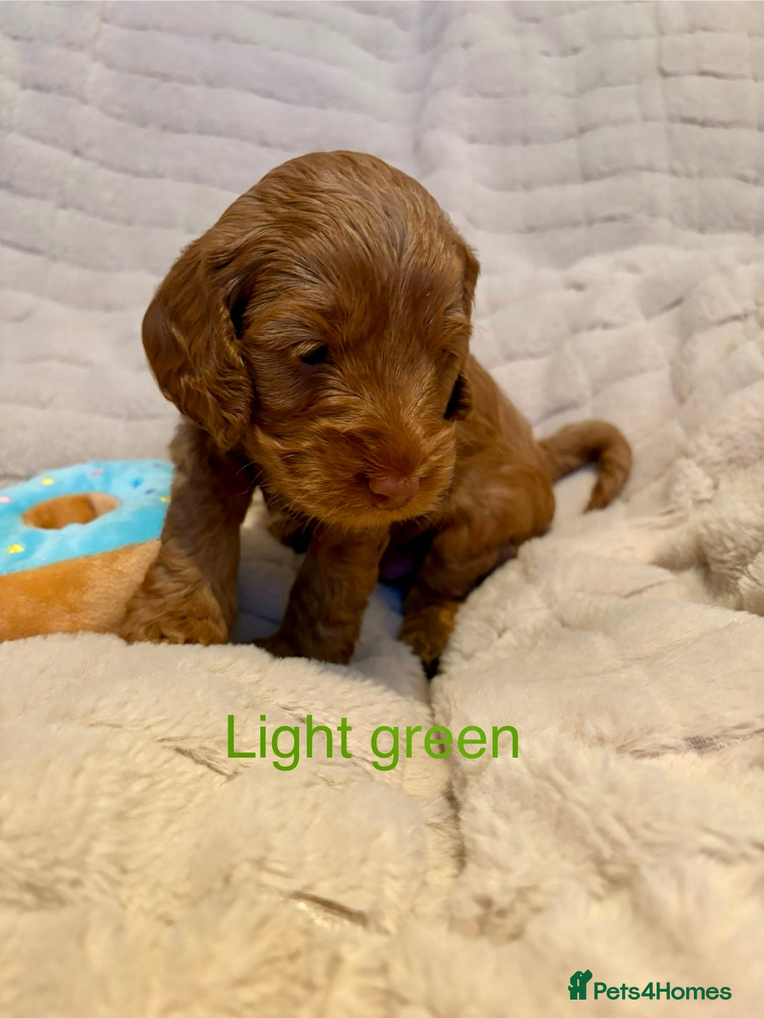 Cockapoo dogs for sale: Beautiful F2 Cockapoos - 5 boys left  - Advert 7