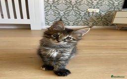 Maine Coon cats for sale: GCCF Registered Maine Coons Ready 16th August  in Banbury - Image 40