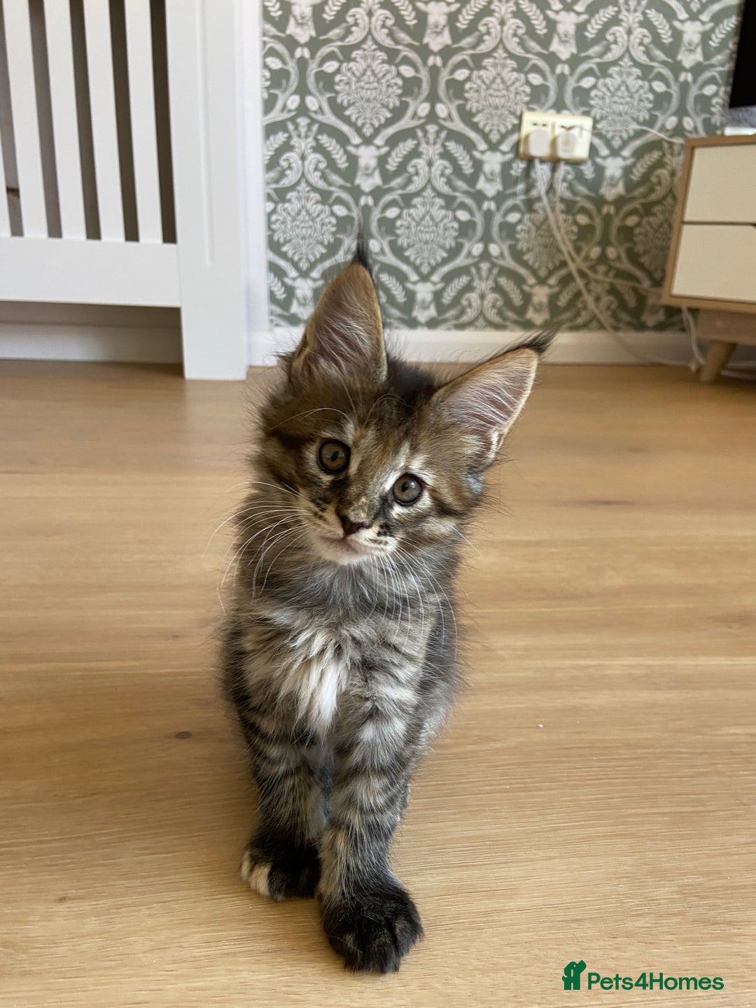 Maine Coon cats for sale: GCCF Registered Maine Coons Ready 16th August  in Banbury - Image 40