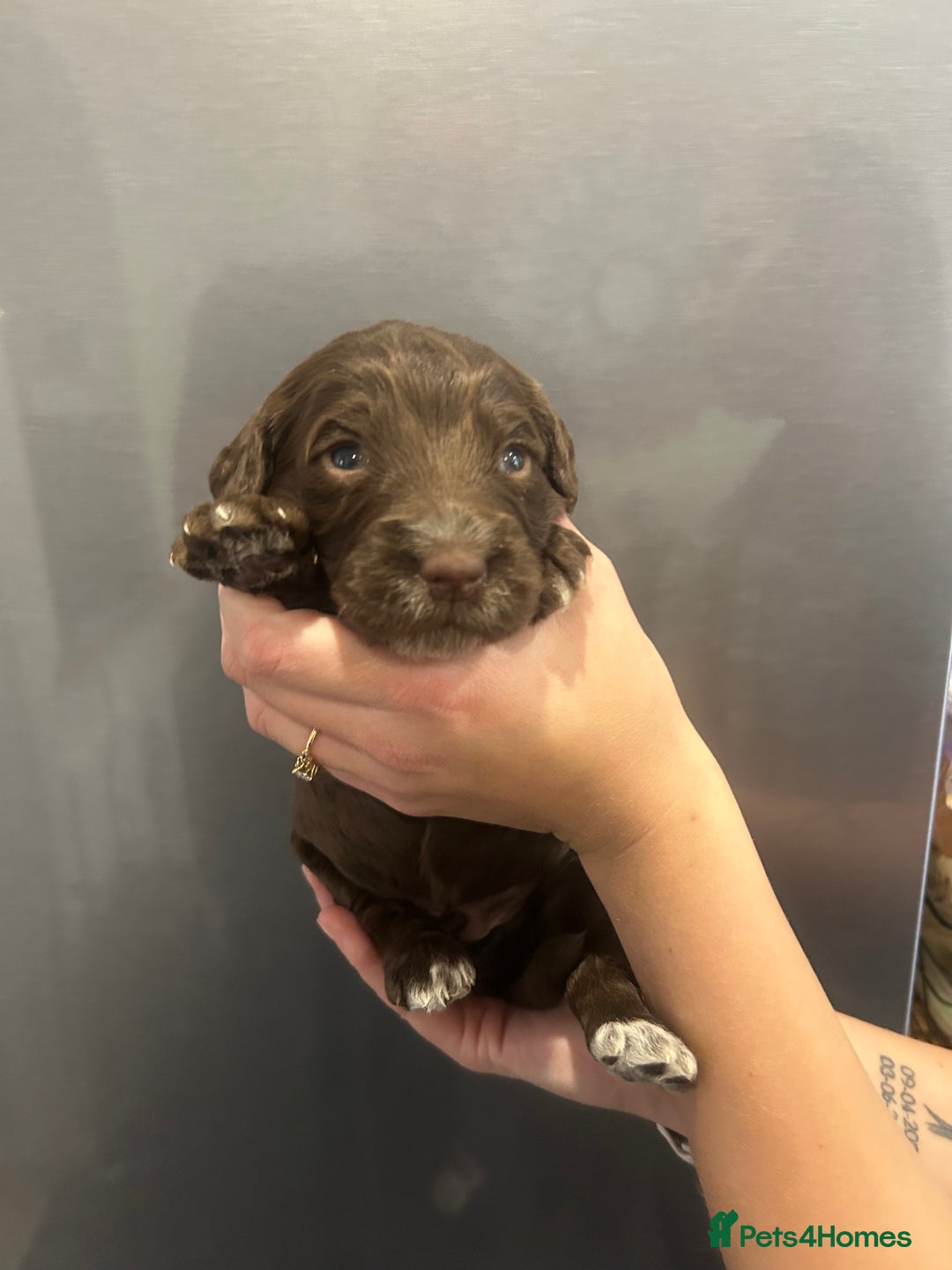 Mixed Breed dogs for sale: Cockerpoo puppies - Image 6