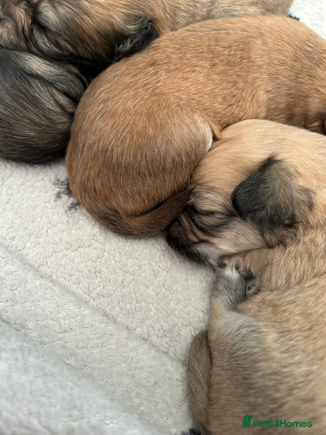 Chipoo dogs for sale: F1b Chipoo puppies - Image 11