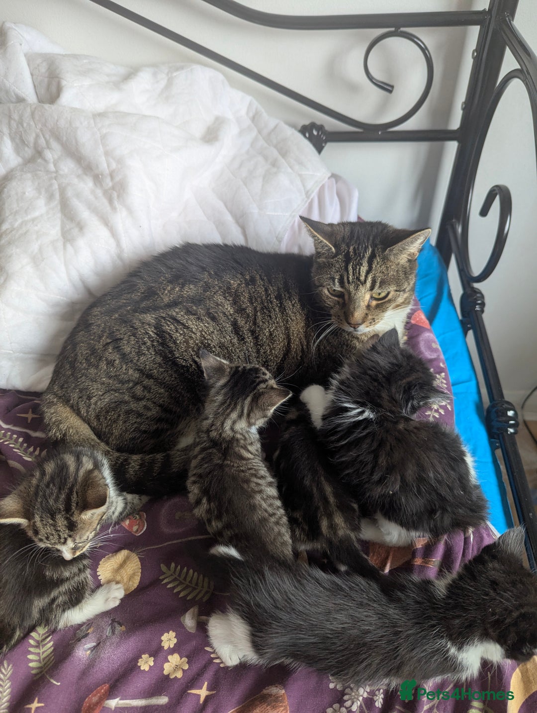 Mixed Breed cats for sale: Gorgeous litter of kittens in Liverpool - Image 6