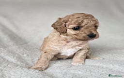 Miniature Poodle dogs for sale: SMALL SIZE MINIATURE PUPPIES RARE COLOUR DNA TEST - Image 8