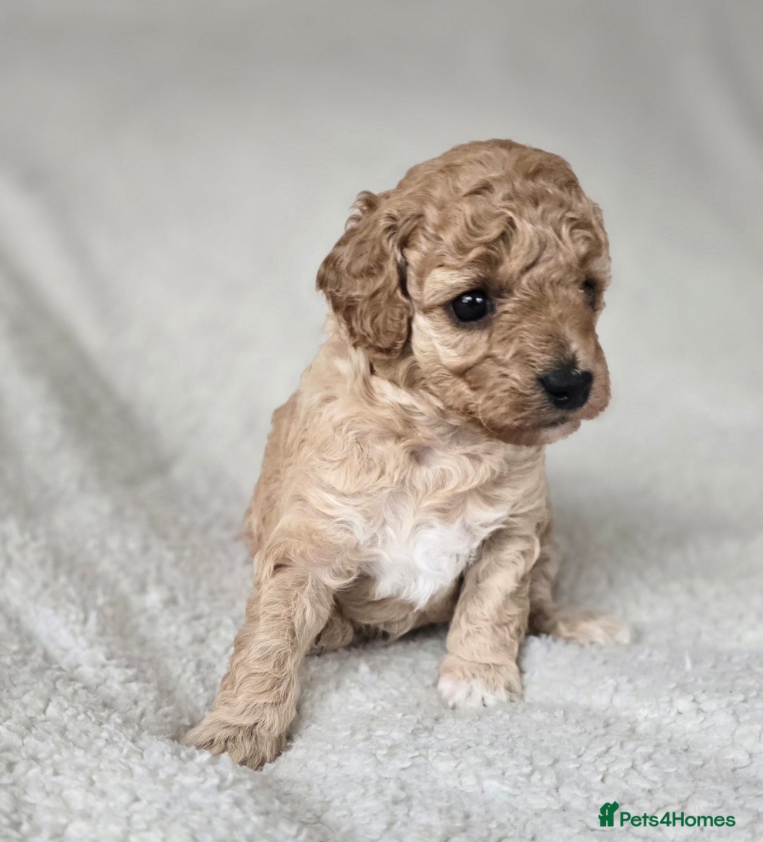 Miniature Poodle dogs for sale: SMALL SIZE MINIATURE PUPPIES RARE COLOUR DNA TEST - Image 8