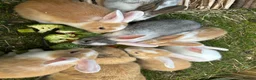 Mixed Breed rabbits for sale: Mixed litter of rabbits  in Saffron Walden - Advert 1