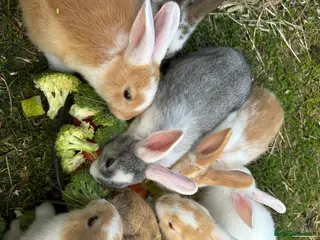 Mixed Breed rabbits Mixed litter of rabbits - Advert 1