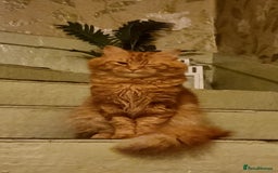 Siberian cats for stud: Handsome Siberian cat for stud in Glasgow westend - Image 5