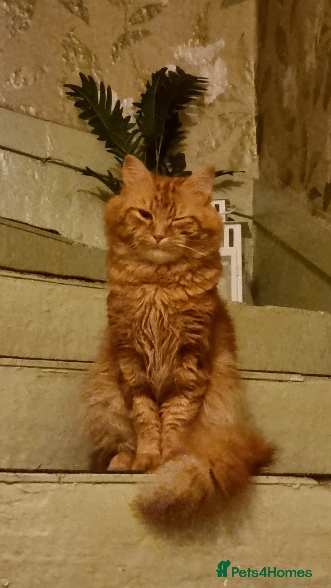 Siberian cats for stud: Handsome Siberian cat for stud in Glasgow westend - Image 5