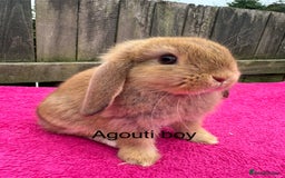 Mini Lop rabbits for sale: Friendly pure mini lops - Image 6