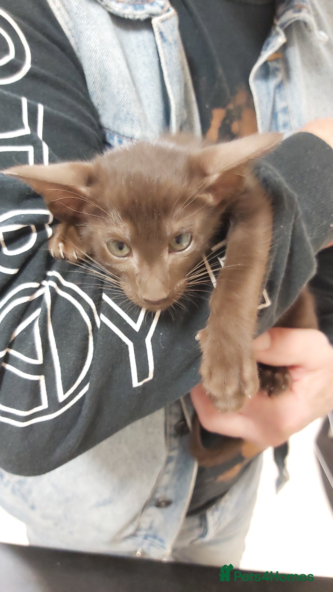 Oriental cats Pedigree Oriental 1 GIRL XL size ears GCCF - Advert 3