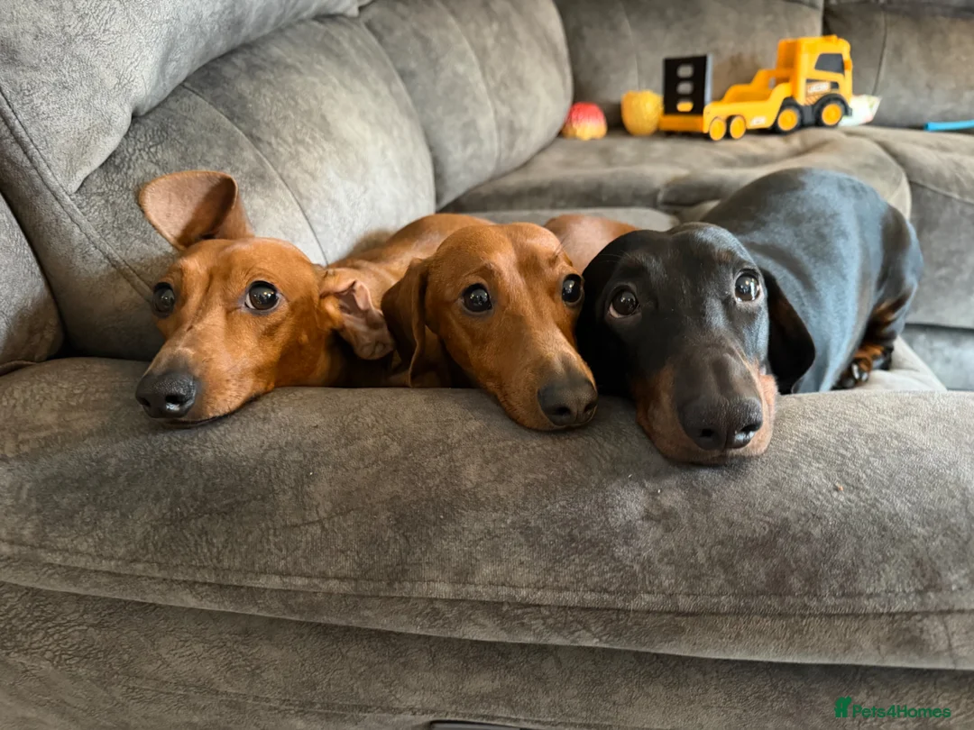 Miniature Dachshund dogs for sale: 2 year old red smooth haired Dachshund  in Stockton-on-Tees - Advert 4
