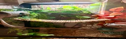 Gecko reptiles for sale: Gargoyle Gecko in Liverpool - Advert 5
