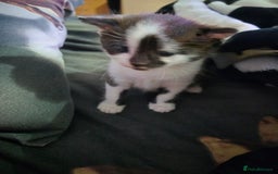 Mixed Breed cats for sale: Kitten  - Image 4