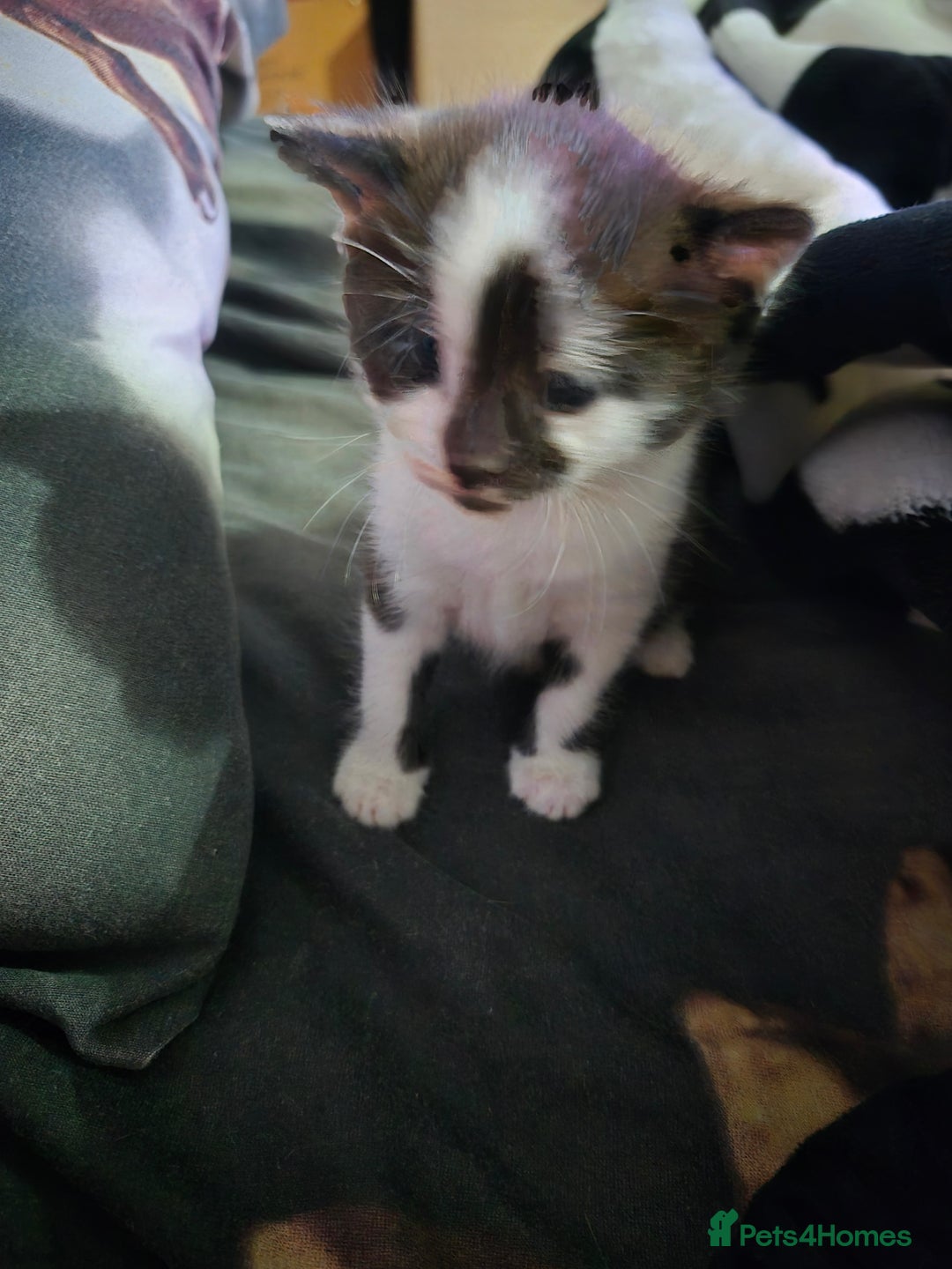 Mixed Breed cats for sale: Kitten  - Image 4