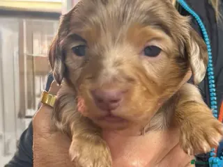 Dachshund dogs Long hair dachshunds - Advert 11