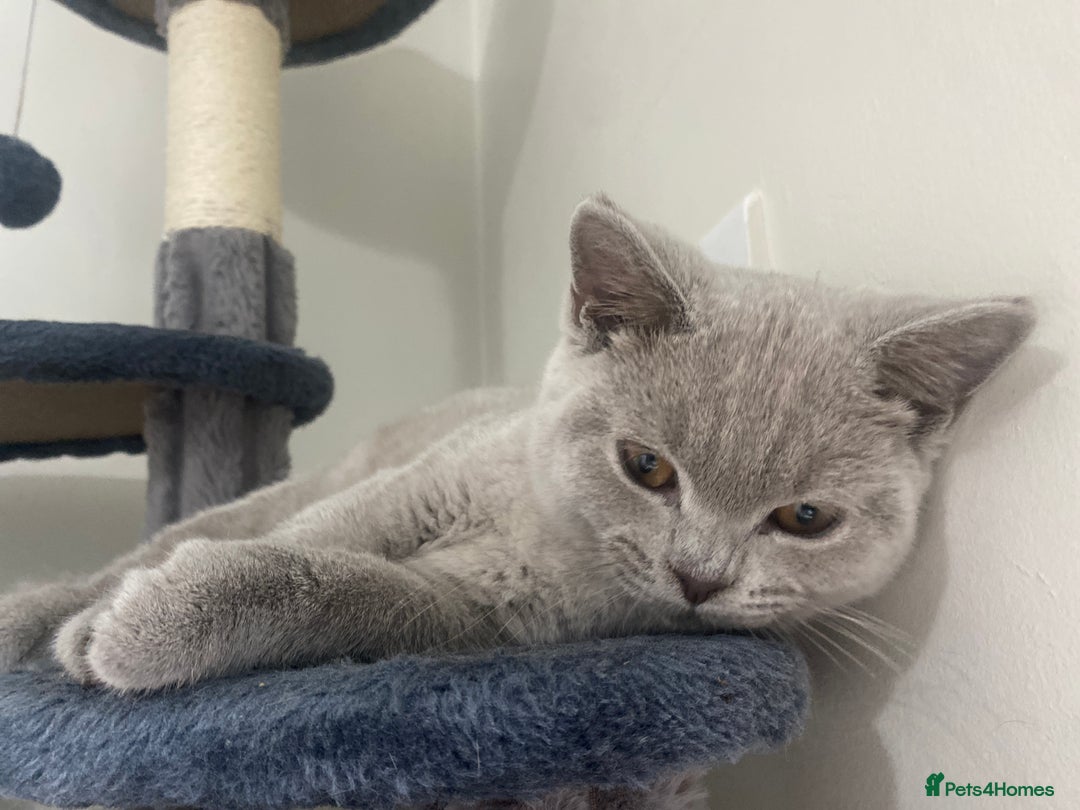 British Shorthair cats for sale: 🐾 TOP QUALLITY LILAC BSH reg GCCF purebred 🐾 - Image 30
