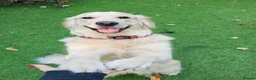 Golden Retriever dogs for sale: 5* Golden retriver puppies - Advert 4