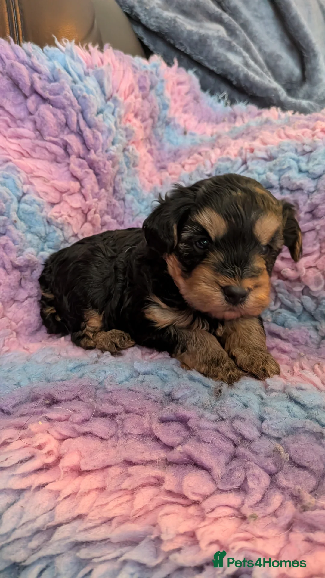 Yorkiepoo dogs for sale: Yorkiepoo puppies - Advert 7