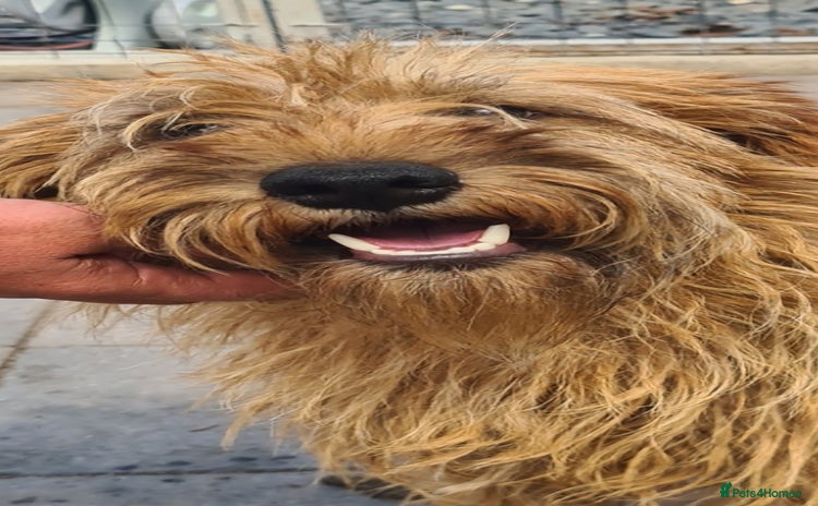 Soft Coated Wheaten Terrier dogs - Advert 1