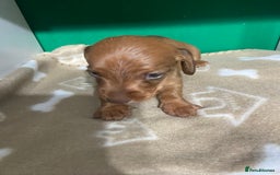 Dachshund dogs for sale: 3 beautiful/stunning dachshund puppies   - Advert 18