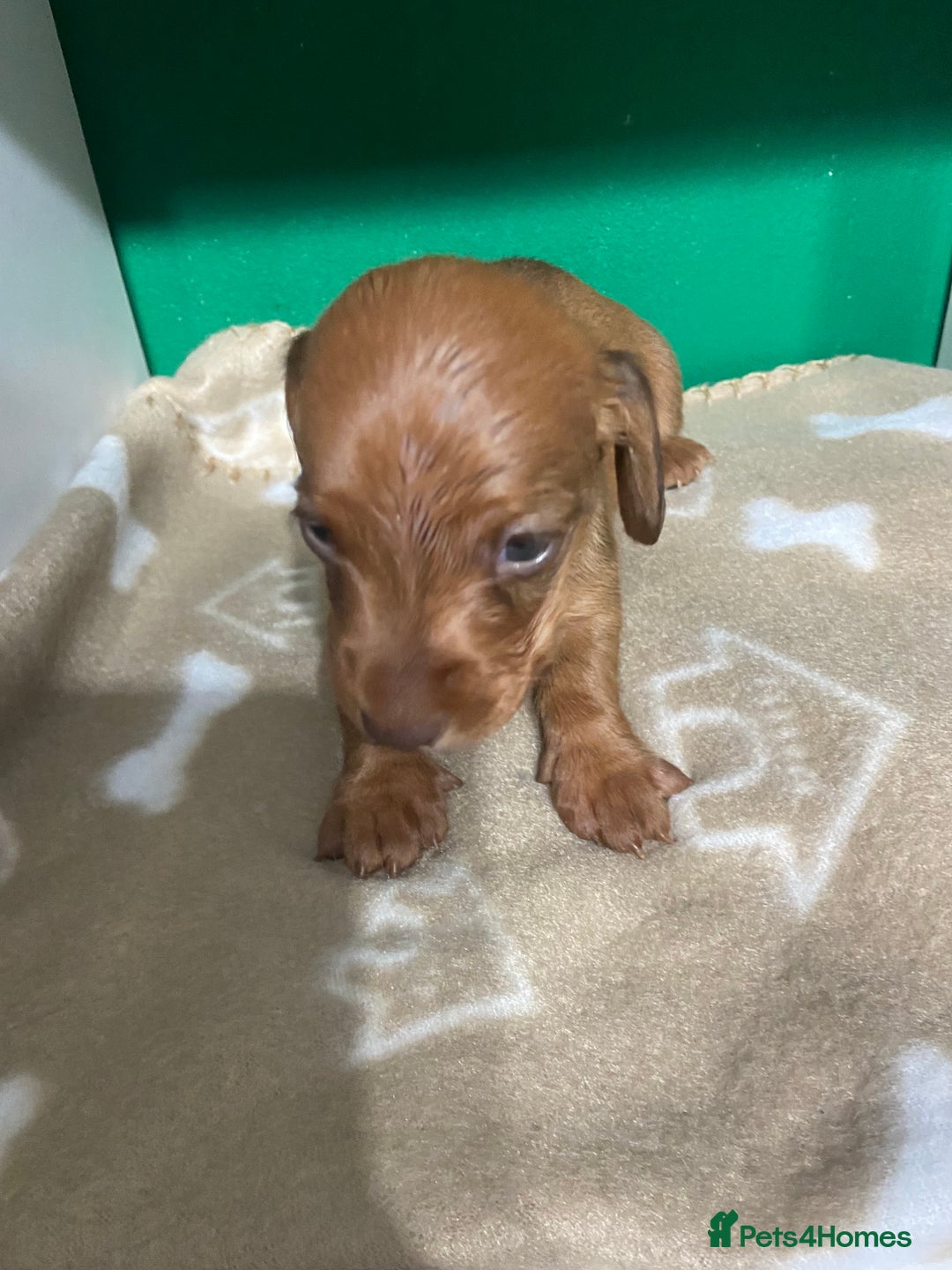 Dachshund dogs for sale: 3 beautiful/stunning dachshund puppies   - Advert 18
