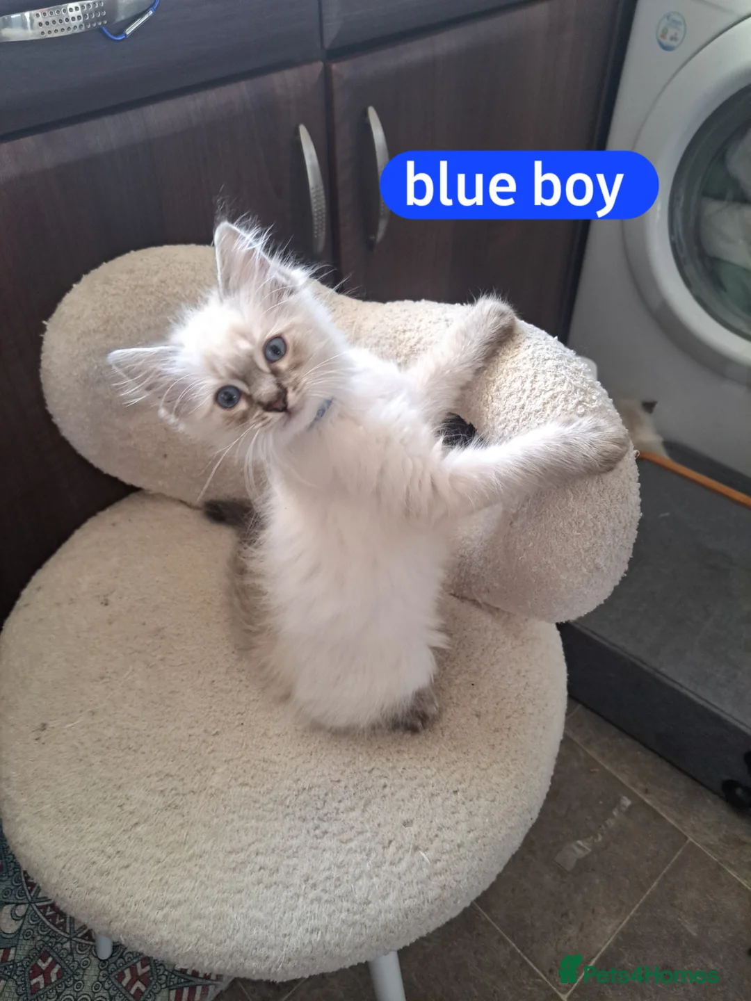 Mixed Breed cats for sale: 2 beautiful Ragdoll/Maine coon kittens  - Advert 1