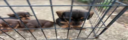 Miniature Dachshund dogs for sale: Miniature Daschunds - Advert 3