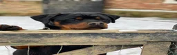 Rottweiler dogs for sale: KC registered rottweiler puppies - Advert 27