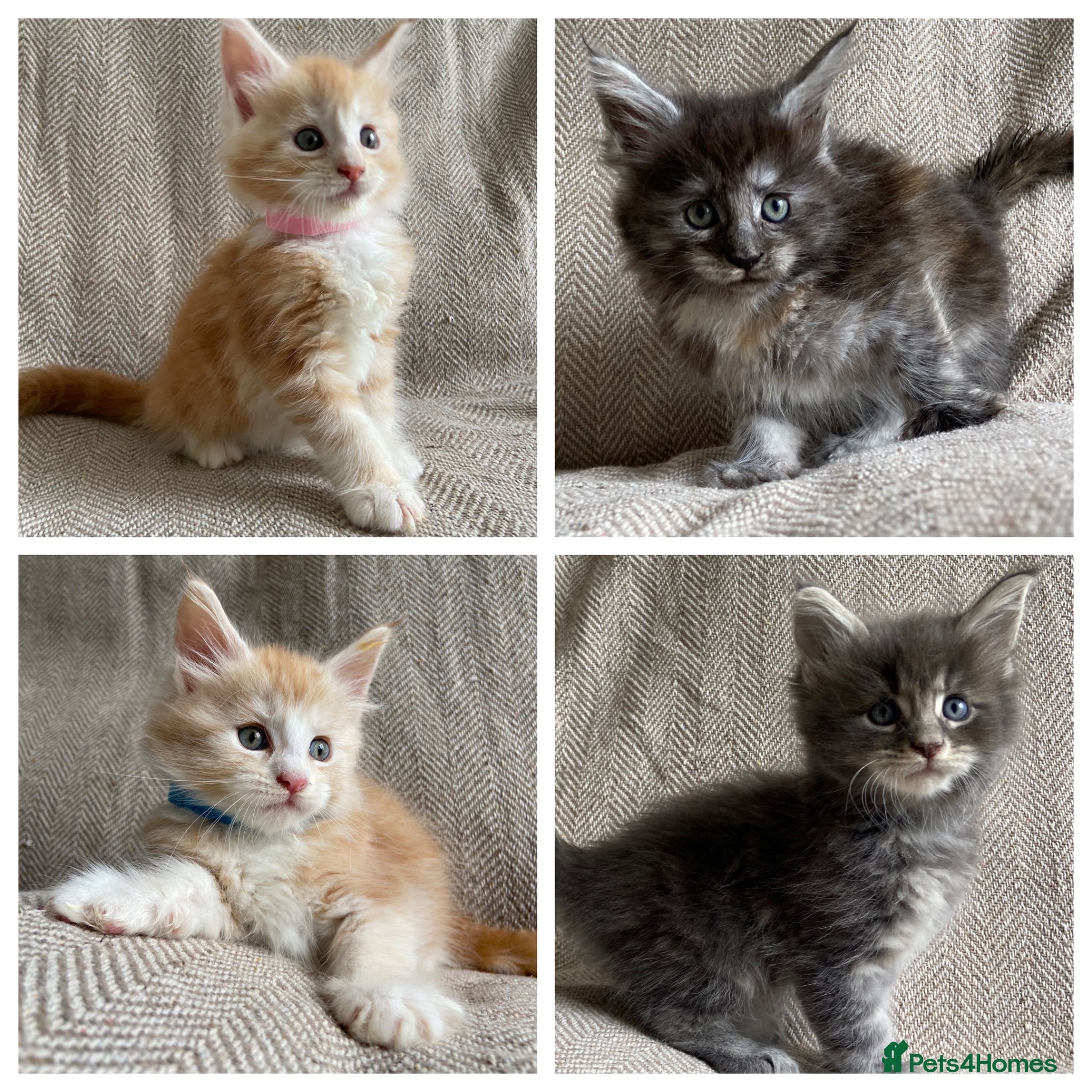 Maine Coon cats GCCF Maine Coon kittens  - Advert 17