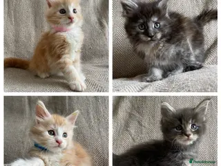 Maine Coon cats GCCF Maine Coon kittens - Advert 17