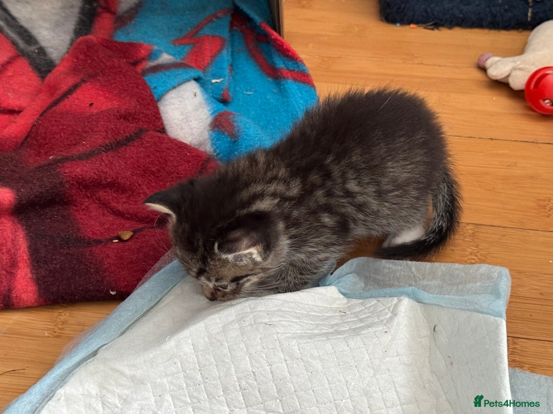 Domestic Shorthair cats for sale: 5 short/fluffy domestic kittens  - Image 12