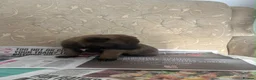 Belgian Shepherd Dog dogs for sale: Belgian Malinois x Dutch Puppies in Rotherham - Advert 6
