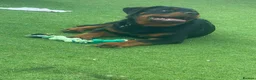 Rottweiler dogs for sale: Loving, 6-Month-Old Male Rottweiler - Advert 2