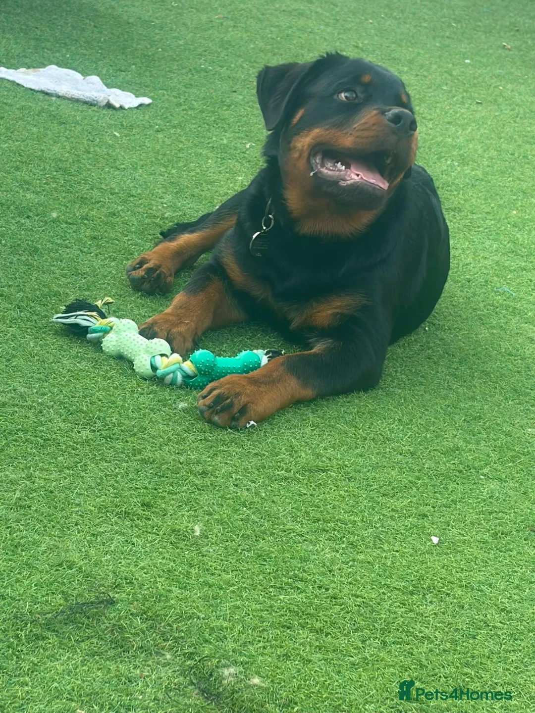 Rottweiler dogs for sale: Loving, 6-Month-Old Male Rottweiler - Advert 2