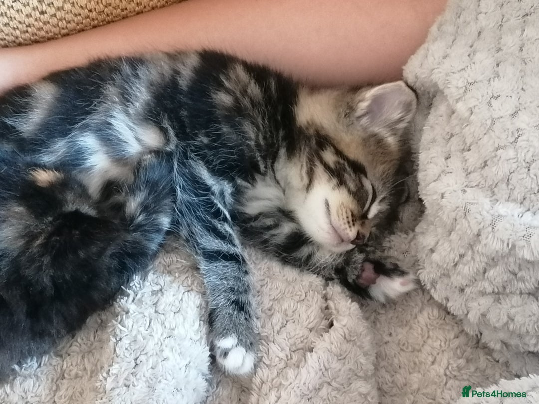 Domestic Shorthair cats for sale: Stunning kittens for sale  - Image 21