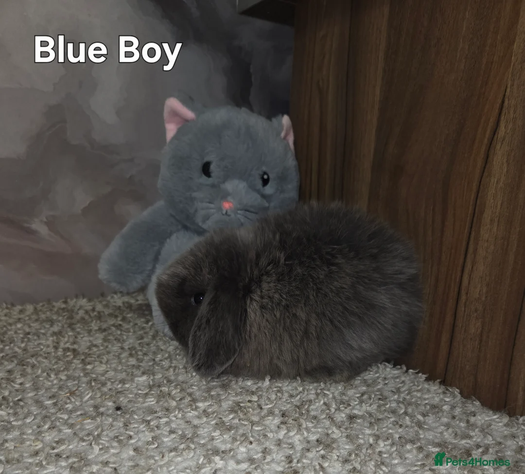 Mini Lop rabbits for sale: PURE MINI LOP BUNNIES ( All COLOURS) - Advert 12