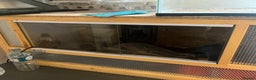 Leopard Gecko reptiles for sale: 2 leopard geckos and full set up  - Advert 1