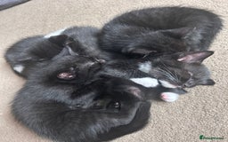 Mixed Breed cats for sale: Two male kittens  - Image 5