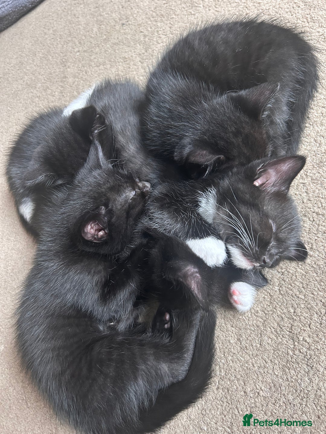 Mixed Breed cats for sale: Two male kittens  - Image 5