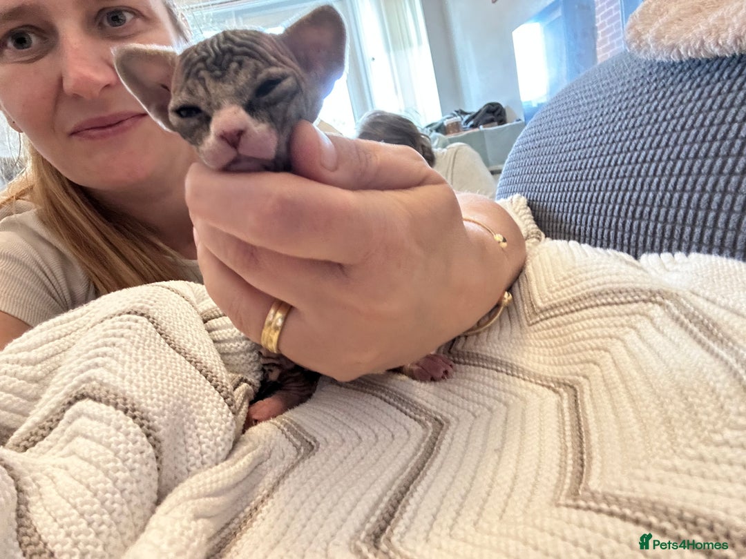Sphynx cats for sale: Beautiful lot of Sphynx kittens from family pets - Image 22